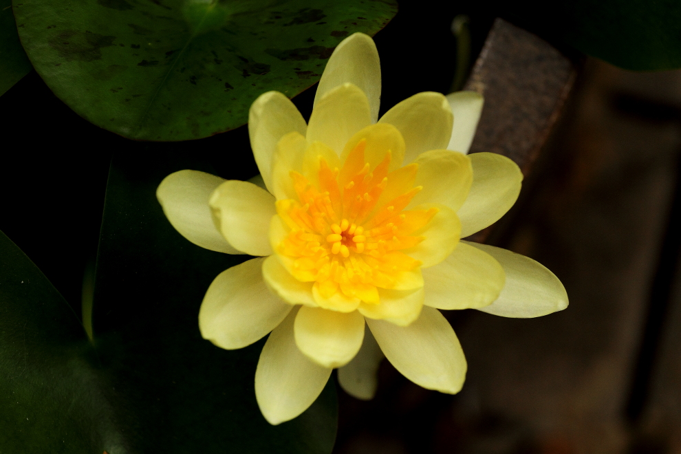 薄く柔らかい花びら _b0190710_22125595.jpg