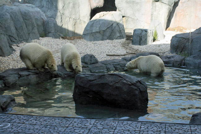 カナダ・ウィニペグのアシニボイン公園動物園で3頭のホッキョクグマも “Journey to Churchill” に合流_a0151913_2302727.jpg