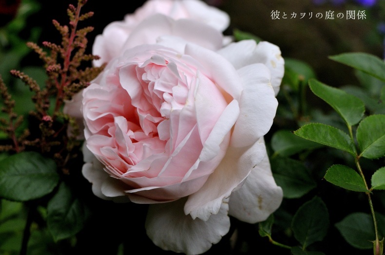 アプリコット色の薔薇 彼とカヲリの庭の関係 アプリコット色の薔薇 彼とカヲリの庭の関係