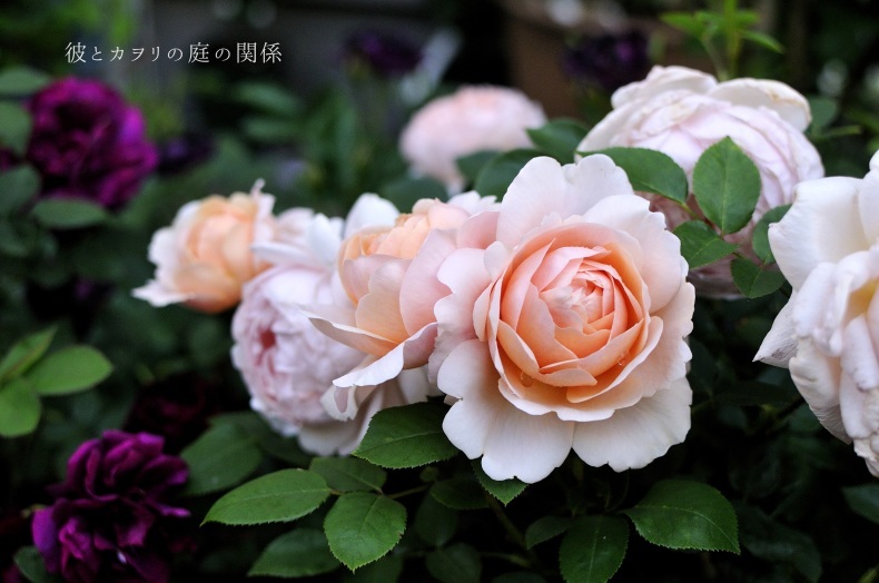 アプリコット色の薔薇 彼とカヲリの庭の関係 アプリコット色の薔薇 彼とカヲリの庭の関係