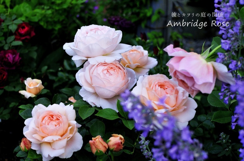 アプリコット色の薔薇 彼とカヲリの庭の関係 アプリコット色の薔薇 彼とカヲリの庭の関係