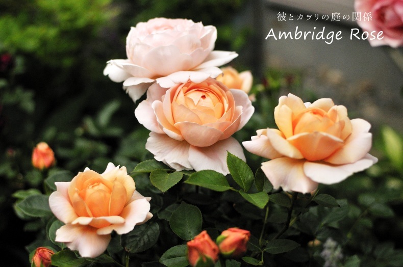 アプリコット色の薔薇 彼とカヲリの庭の関係 アプリコット色の薔薇 彼とカヲリの庭の関係