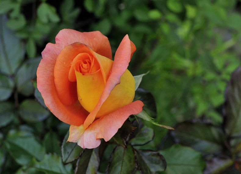 アプリコット色の薔薇 彼とカヲリの庭の関係 アプリコット色の薔薇 彼とカヲリの庭の関係