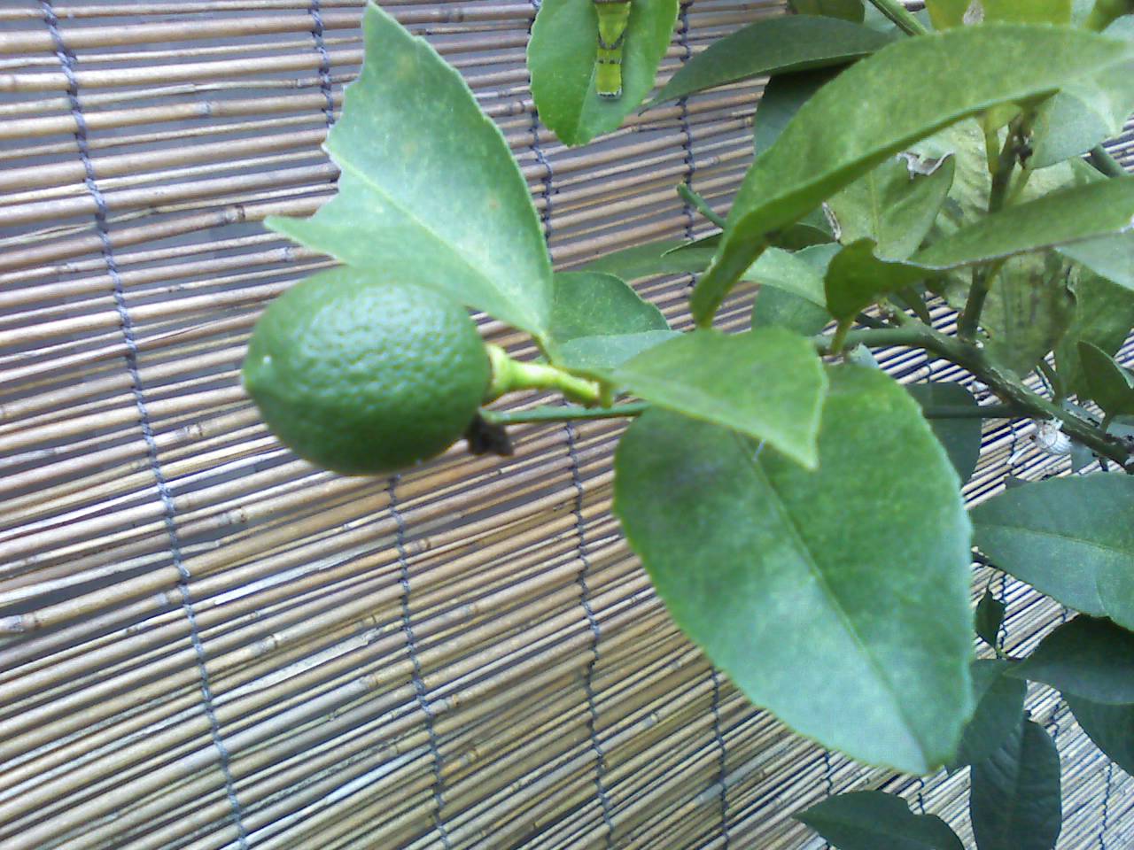うちのレモンの木に実がつきました_a0177819_7585589.jpg