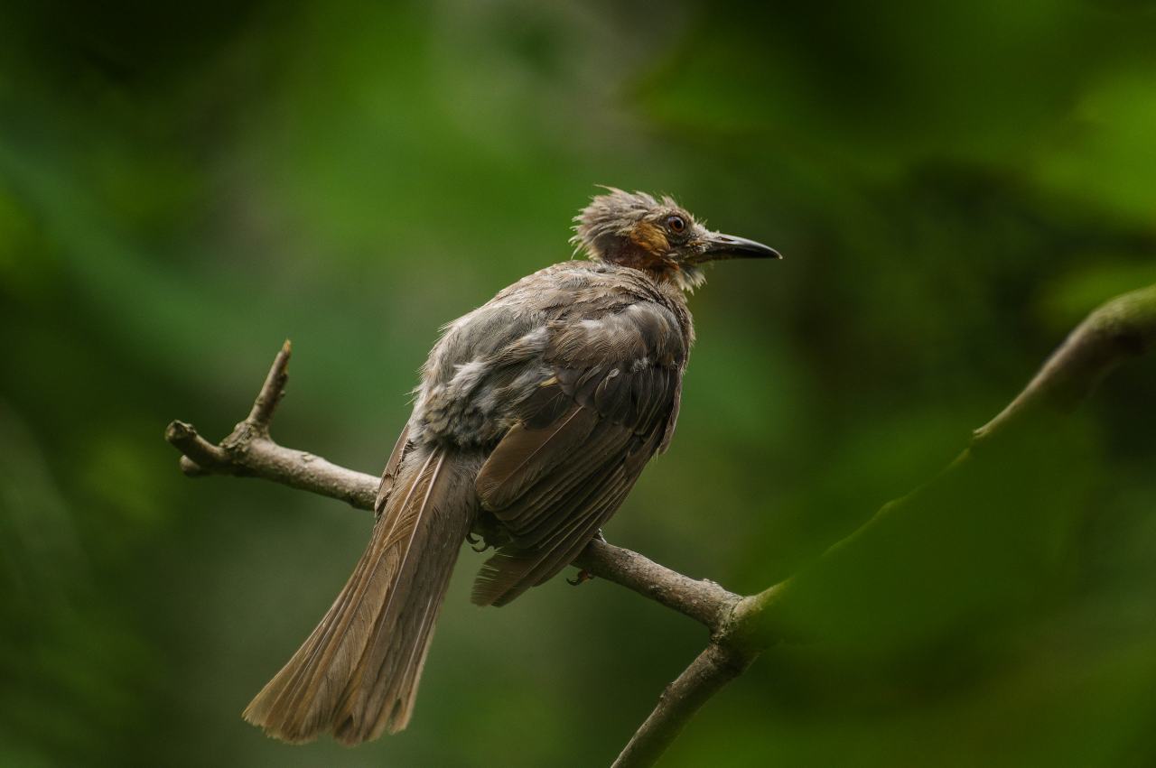 ヒヨドリの幼鳥 武蔵野散歩 ヒヨドリの幼鳥 武蔵野散歩