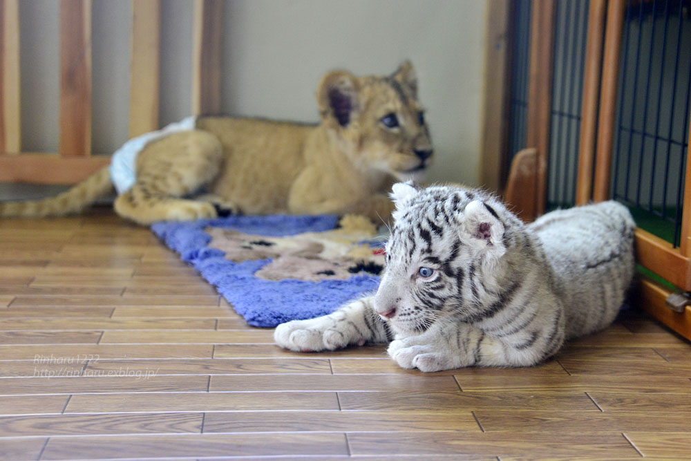 2015.8.15 那須サファリパーク☆ホワイトタイガーのマハロとライオンののぞむ_f0250322_2215566.jpg