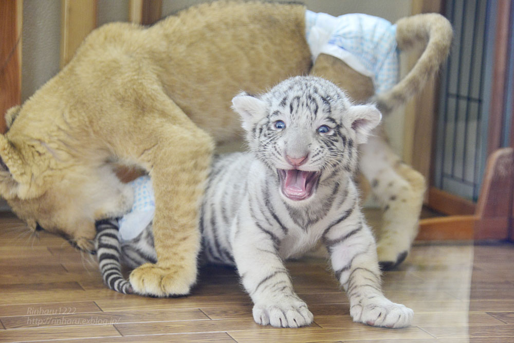 2015.8.15 那須サファリパーク☆ホワイトタイガーのマハロとライオンののぞむ_f0250322_2221374.jpg