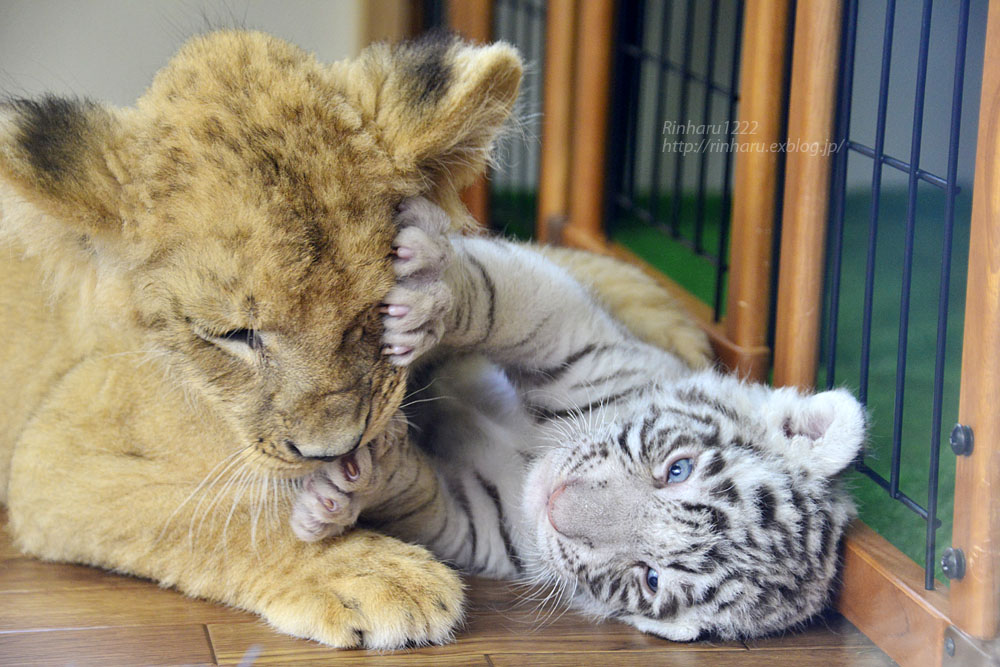 2015.8.15 那須サファリパーク☆ホワイトタイガーのマハロとライオンののぞむ_f0250322_222933.jpg