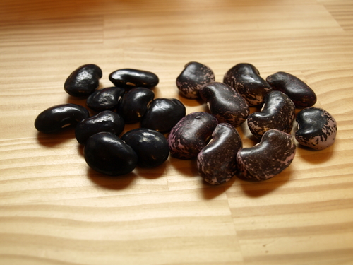 紫花豆と黒花豆 ひつじさんの便り 八ヶ岳を望む森から 紫花豆と黒花豆 ひつじさんの便り 八ヶ岳を望む森から