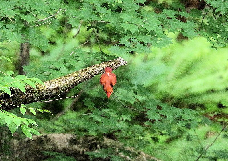 アカショウビンの鳴き声が、緑の風にのって流れてきました_b0346933_8363679.jpg