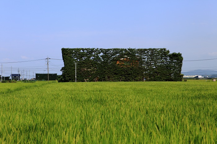 築地松のある風景 彩