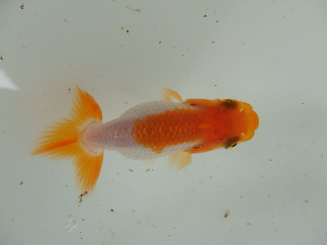 f0334143_9582068.jpg