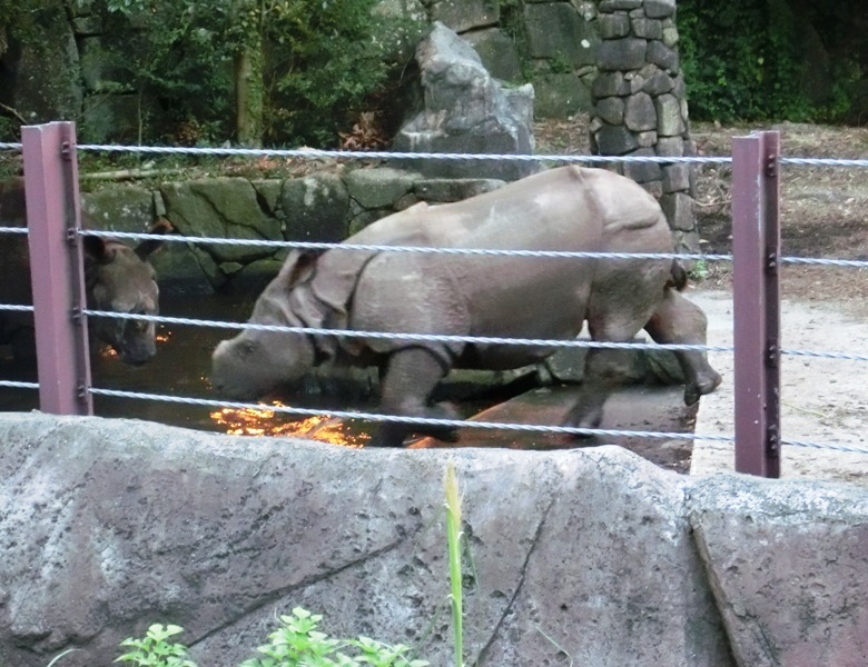 夏の夜のインドサイの親子＠金沢動物園 2015.08.22_e0266067_11492535.jpg