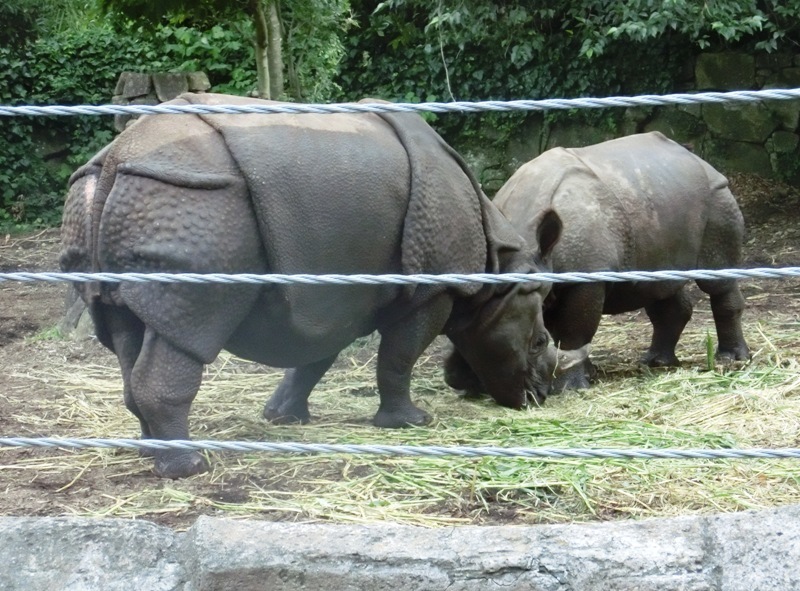 夏の夜のインドサイの親子＠金沢動物園 2015.08.22_e0266067_11493798.jpg