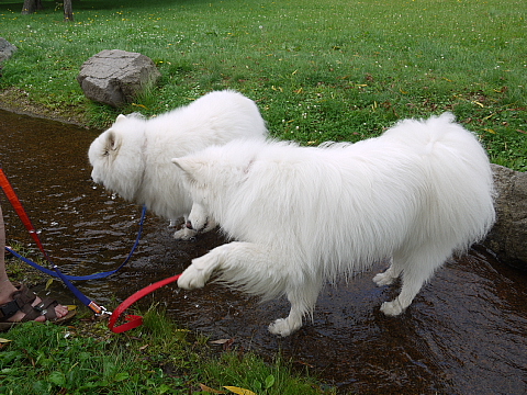 ８月１６日、水遊び。_c0209379_19533347.jpg