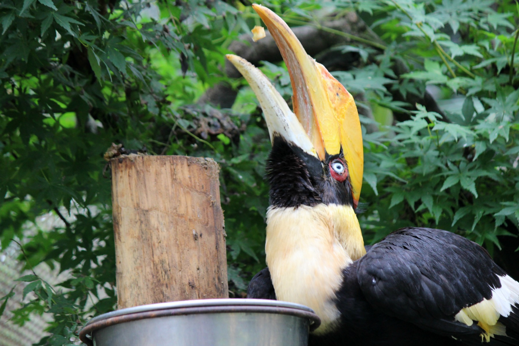 リスザルの楽園 東武動物公園 Buono Buono