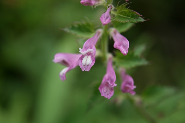 e0276101_13433681.jpg