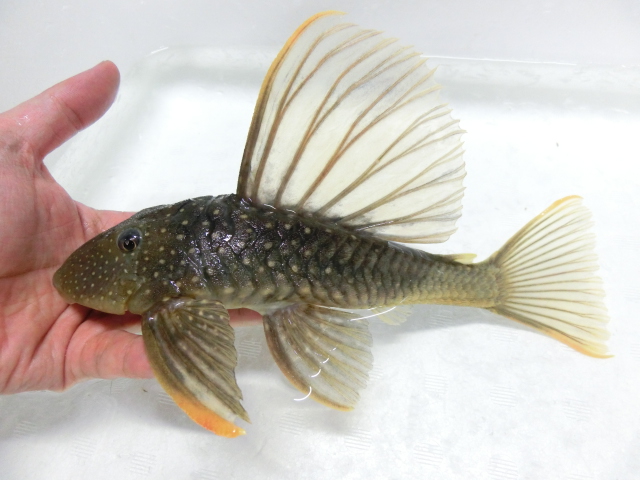 2015年熱帯魚入荷情報!Vol.16 ルテウス=黄金_b0141806_22214389.jpg