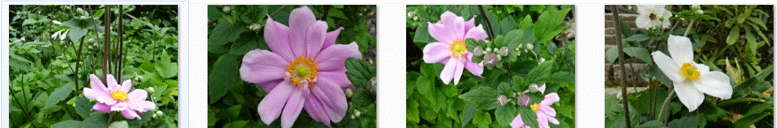 f0231709_913434.gif