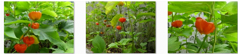 f0231709_9195517.gif