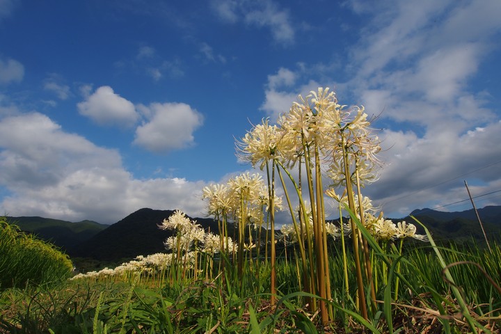 彼岸花の季節_a0268412_22511337.jpg