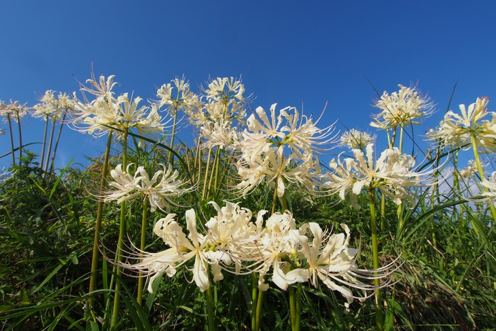 彼岸花の季節_a0268412_2251925.jpg