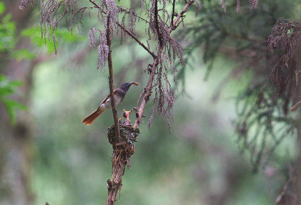 サンコウチョウ_f0288418_722641.jpg