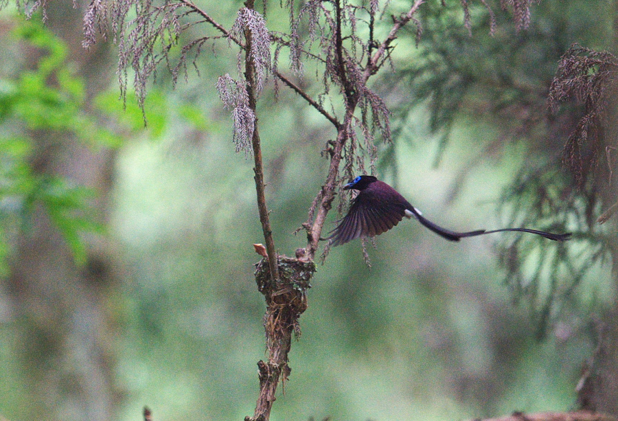 サンコウチョウ_f0288418_7244040.jpg