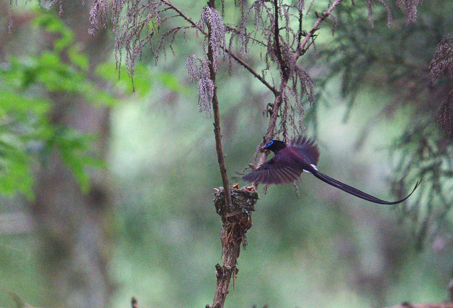 サンコウチョウ_f0288418_7245199.jpg