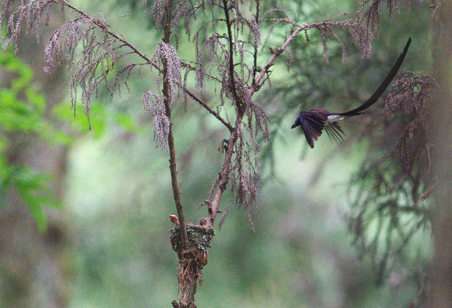 サンコウチョウ_f0288418_724891.jpg