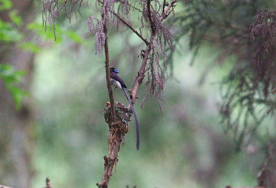 サンコウチョウ_f0288418_7252490.jpg