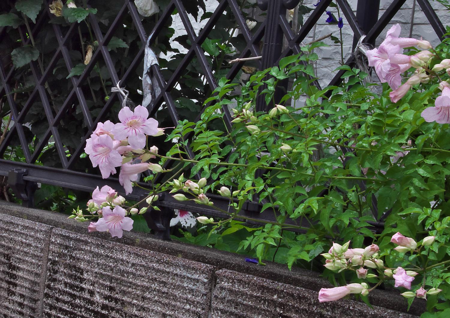 ピンクノウゼンカズラ 桃色凌霄花 みっちー ふらふらと