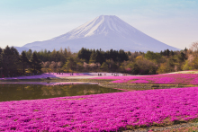 富士芝桜まつり_d0337539_22151093.jpg