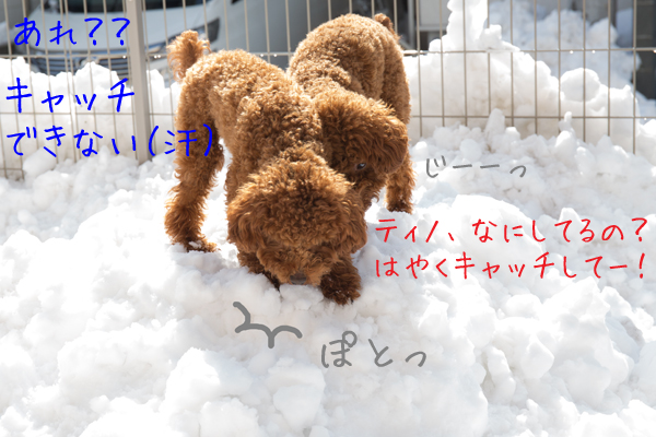 雪遊び_d0337539_22201073.jpg