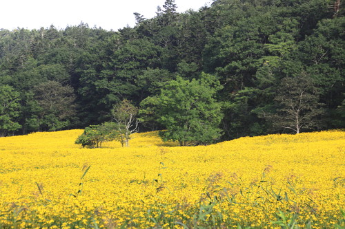 黄色の花畑なんだけど 9月2日_f0113639_1526041.jpg