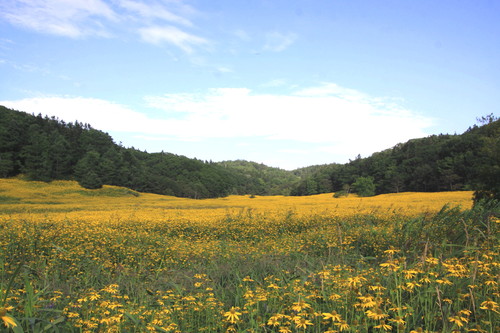 黄色の花畑なんだけど 9月2日_f0113639_1526228.jpg