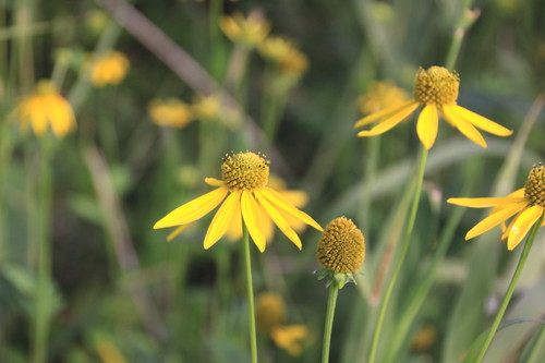黄色の花畑なんだけど 9月2日_f0113639_15263959.jpg