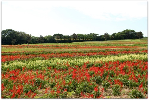 花さじき　咲いていた花_b0328557_21520210.jpg