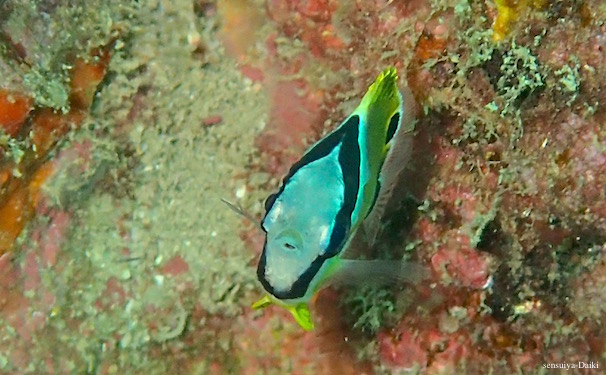 幼魚の季節☆みなべ・田辺_e0158261_1426059.jpg