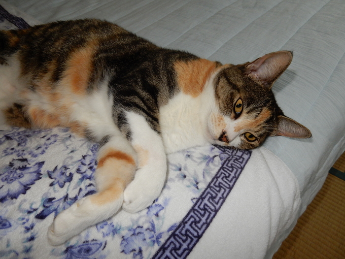 ’15,9,2(水)心ちゃんと猫じゃらし!_f0060461_1034514.jpg