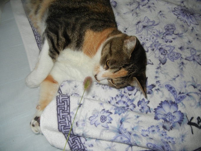 ’15,9,2(水)心ちゃんと猫じゃらし!_f0060461_10362258.jpg