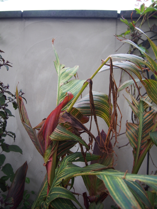 b0194267_2156591.jpg