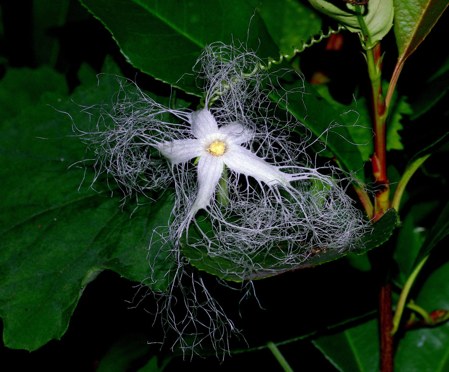 複雑な花を咲かせるカラスウリ 烏瓜 ぶらり自然散歩