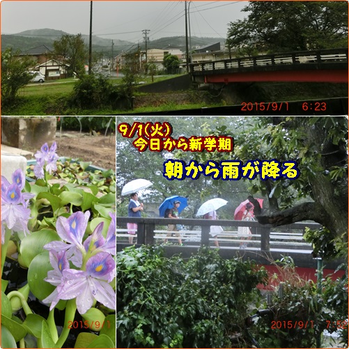 今日から9月　雨の中休みに草取りとコスモス移植_d0007071_5453938.jpg