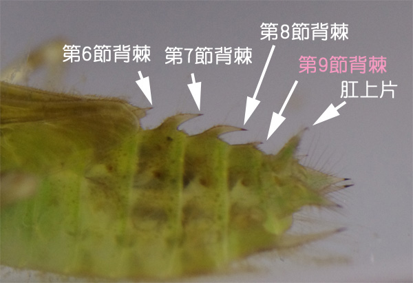 ワンドのヤゴ_e0167571_2224560.jpg