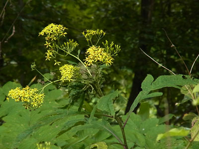 f0083977_23153396.jpg