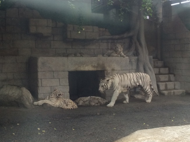 動物園と水族館(*´д｀*)_e0172592_22493324.jpg