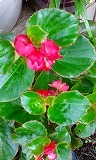 e0352820_18422117.jpg
