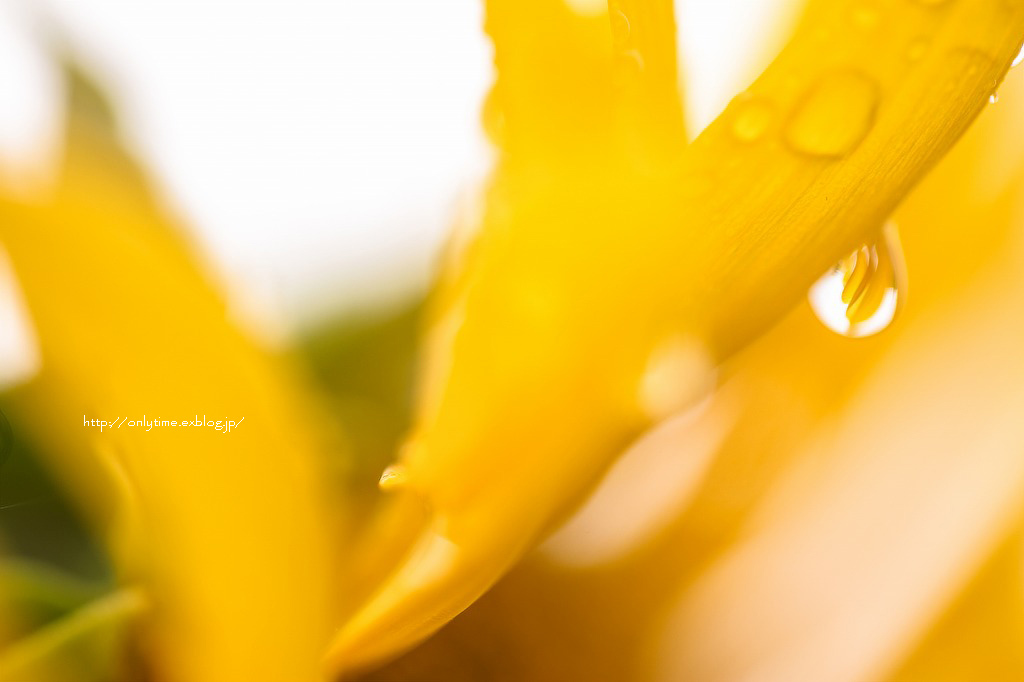 # 0903/ sunflower drop_b0181125_15461361.jpg