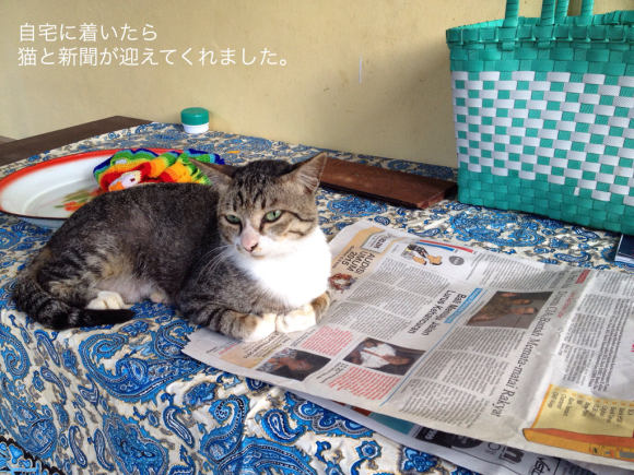 猫と新聞_a0120328_15131653.jpg